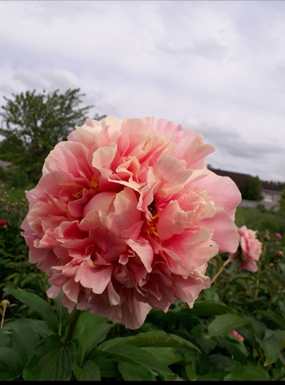 Пион Triphena Parkin Трипена Паркин (Fawkner 2009) (саженцы), фото 1