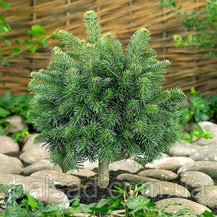 Ялиця субальпійська Грін Глоб / С20 / h 40-50 / Abies Green Globe, фото 3