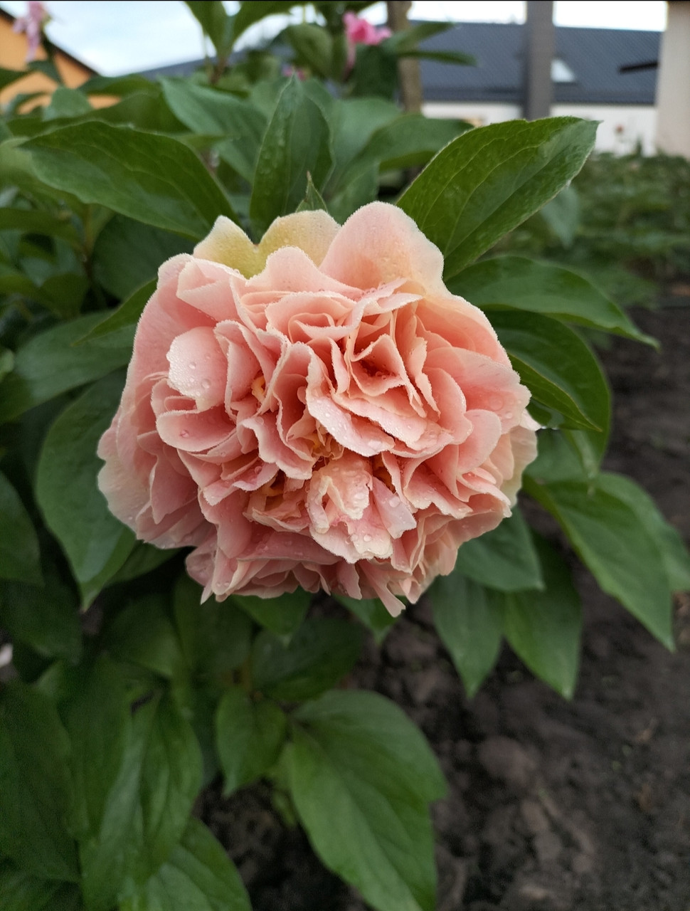 Півонія Elsa Von Brabant Ельза он Брабант (Miely 2009) (саджанці), фото 1