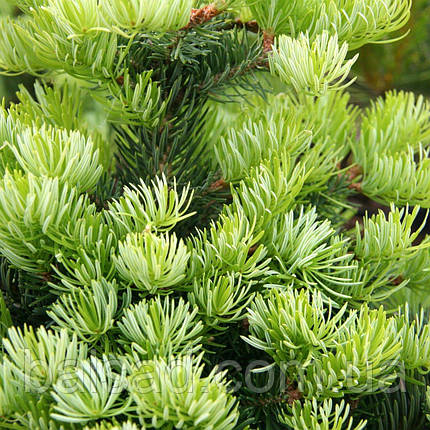 Ялиця грецька Грегс Брум / С10 / h 30-40 / Abies Greg's Broom, фото 4