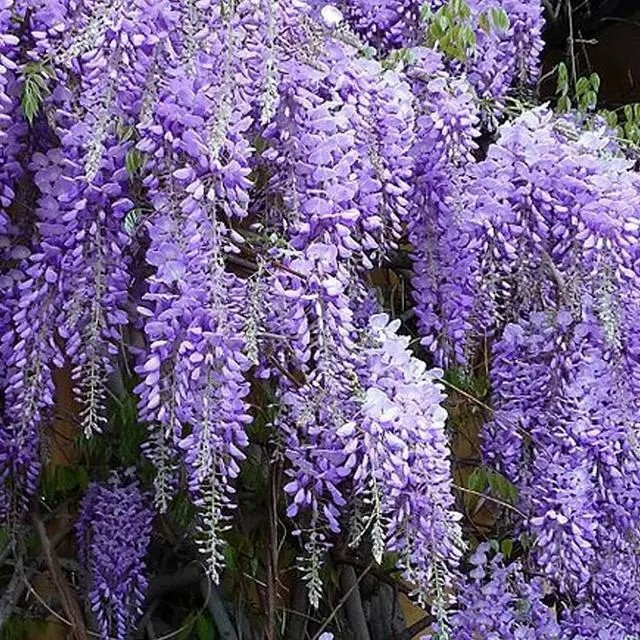 Гліцинія Аметист – запашна, фіолетова, квітуча, фото 1