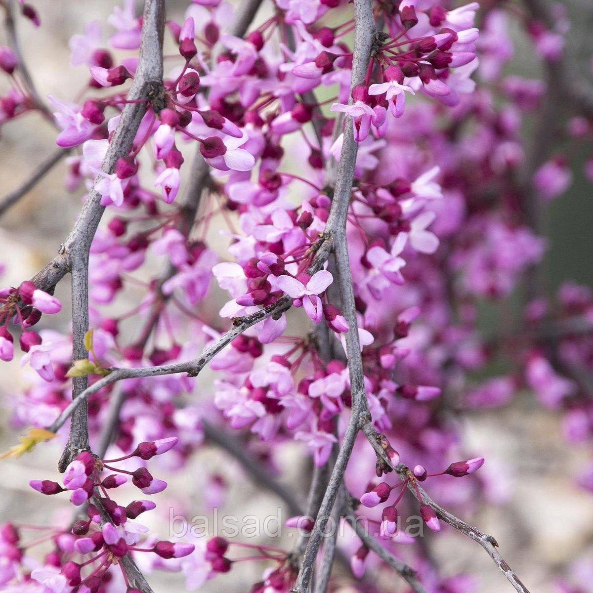 Церцис Лавендер Твіст / h 150-175 / Cercis Lavender Twist