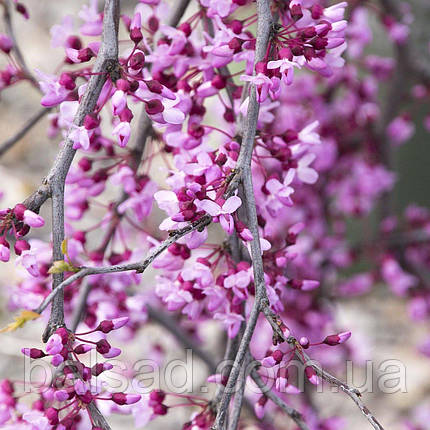 Церцис Лавендер Твіст / h 150-175 / Cercis Lavender Twist, фото 1