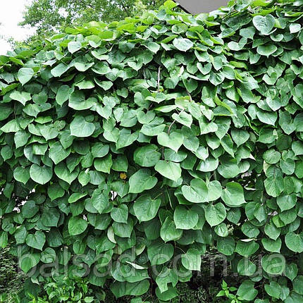 Церцис Лавендер Твіст / h 150-175 / Cercis Lavender Twist, фото 3
