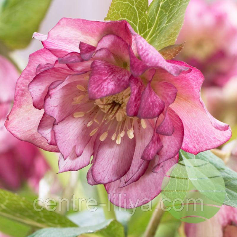 Морозник (Helleborus) Solar Sorbet