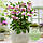 Морозник (Helleborus) Solar Sorbet, фото 3