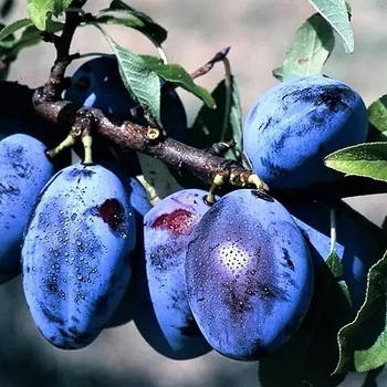 Слива Угорка – крупноплідна, невибаглива, морозостійка