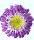 Хризантема Santosa Pink (Сантоса Пінк), фото 3