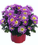 Хризантема Santosa Pink (Сантоса Пінк), фото 2