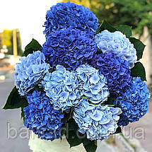 Гортензія крупнолиста Фаболо Блю / С3 / Hydrangea Fabolo Blue, фото 3
