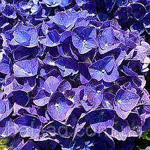 Гортензія крупнолиста Фаболо Блю / С3 / Hydrangea Fabolo Blue, фото 5