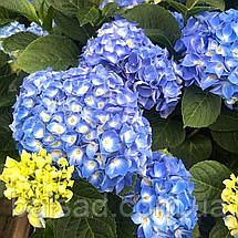 Гортензія крупнолиста Фаболо Блю / С3 / Hydrangea Fabolo Blue, фото 4
