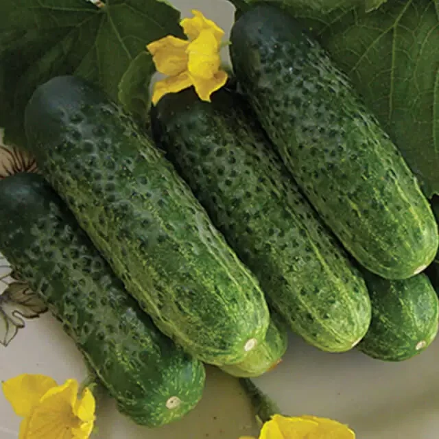 Надєжда F1 насіння огірка SEMINIS 1000 насінин, фото 1