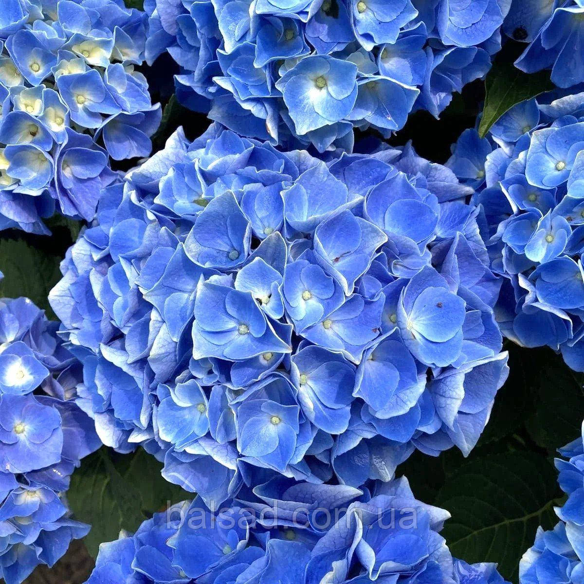 Гортензія крупнолиста Фаболо Блю / Р12 / Hydrangea Fabolo Blue