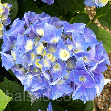 Гортензія крупнолиста Фаболо Блю / Р12 / Hydrangea Fabolo Blue, фото 3