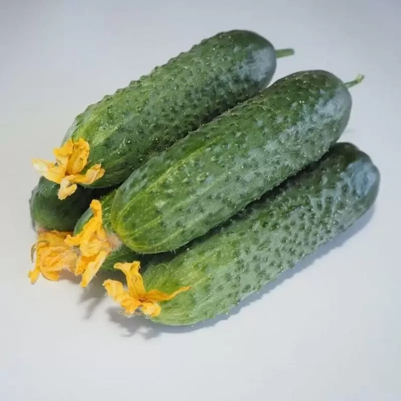 Мадейра F1 насіння огірка SEMINIS 250 насінин, фото 1