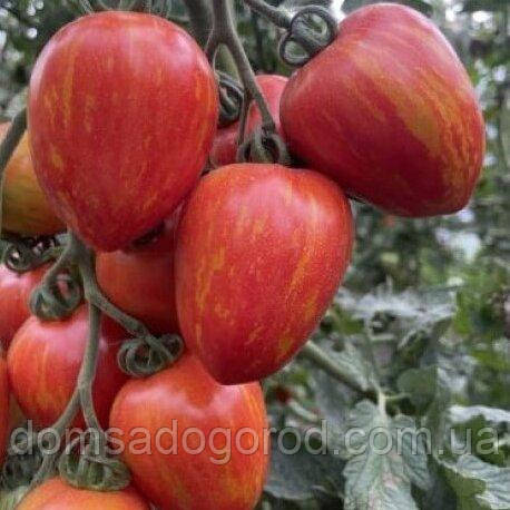 Томат Філадельфія F1 | Philadelfia F1 Lark Seeds 250 насінин