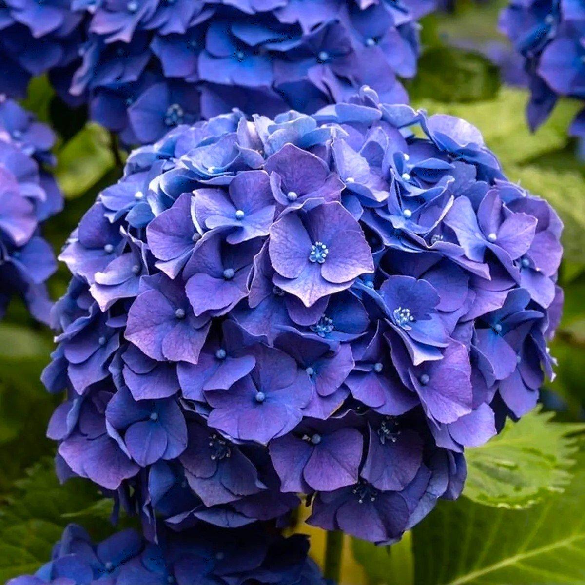 Гортензія крупнолиста Джіп Блю / Р10 / Hydrangea Jip Blue
