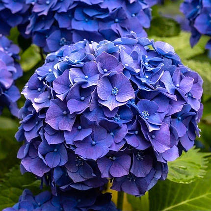Гортензія крупнолиста Джіп Блю / Р10 / Hydrangea Jip Blue, фото 1