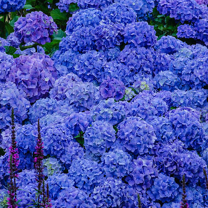 Гортензія крупнолиста Джіп Блю / Р10 / Hydrangea Jip Blue, фото 2