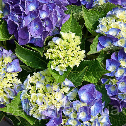 Гортензія крупнолиста Джіп Блю / Р12 / Hydrangea Jip Blue, фото 3
