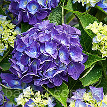 Гортензія крупнолиста Джіп Блю / Р12 / Hydrangea Jip Blue, фото 4