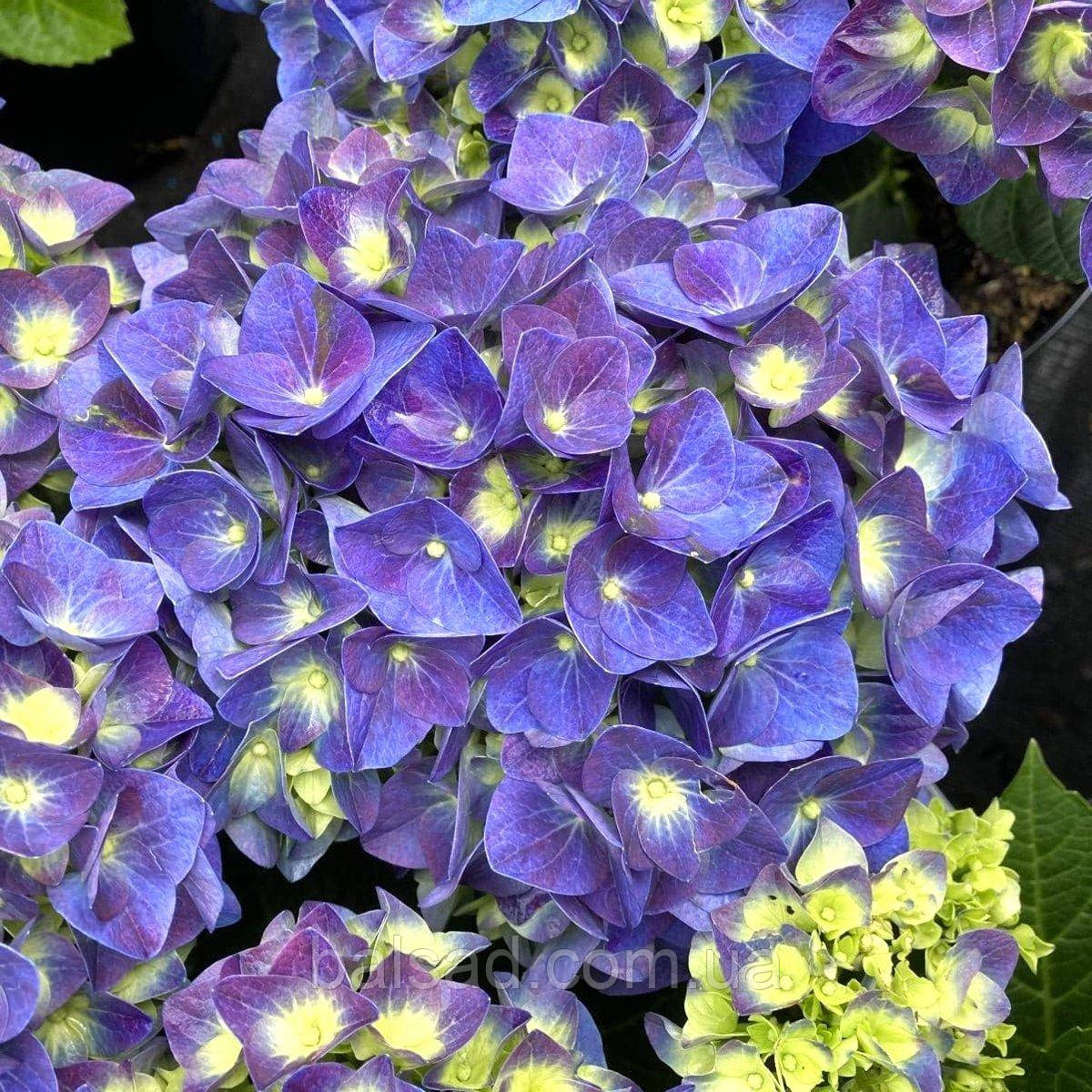 Гортензія крупнолиста Джіп Блю / Р12 / Hydrangea Jip Blue