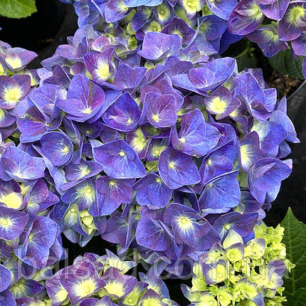 Гортензія крупнолиста Джіп Блю / Р12 / Hydrangea Jip Blue, фото 1