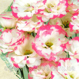 Насіння Еустома Ехо Пікоті рожева F1, 5 насінин Гавриш, фото 1