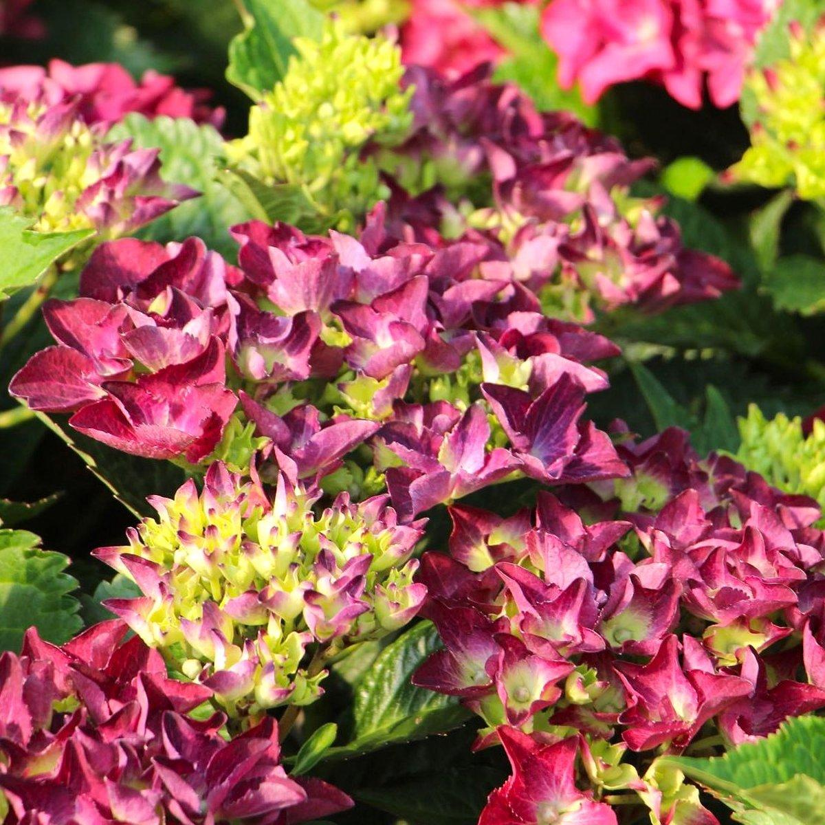 Гортензія Хот Ред Пурпл / Р12 / Hydrangea Hot Red Purple
