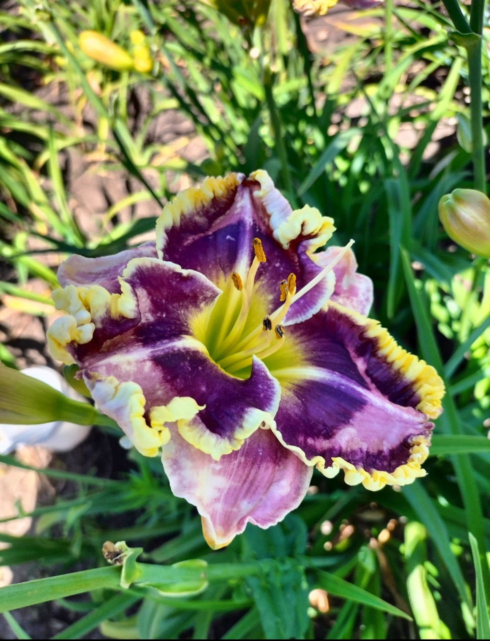 Dueling Colors.      G.Pierce,2016, фото 1