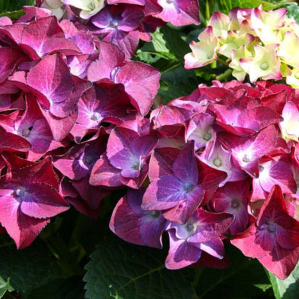 Гортензія Хот Ред Пурпл / Р12 / Hydrangea Hot Red Purple, фото 3