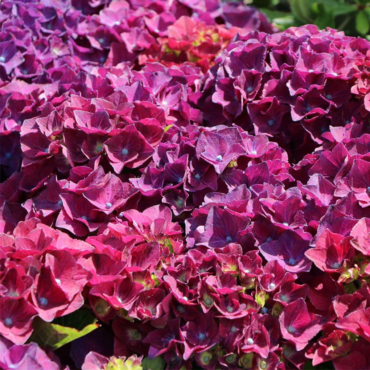 Гортензія Хот Ред Пурпл / Р10 / Hydrangea Hot Red Purple
