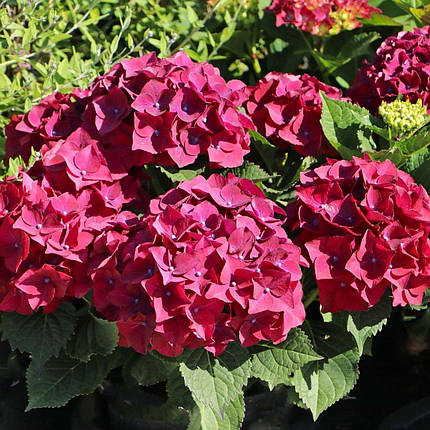 Гортензія Хот Ред Пурпл / Р10 / Hydrangea Hot Red Purple, фото 2
