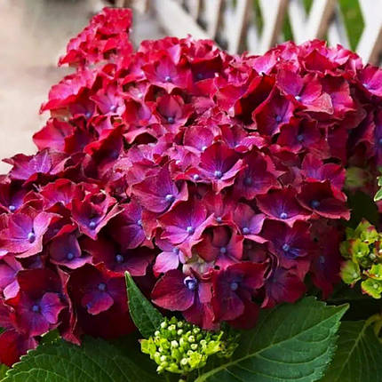 Гортензія Хот Ред Пурпл / Р10 / Hydrangea Hot Red Purple, фото 3