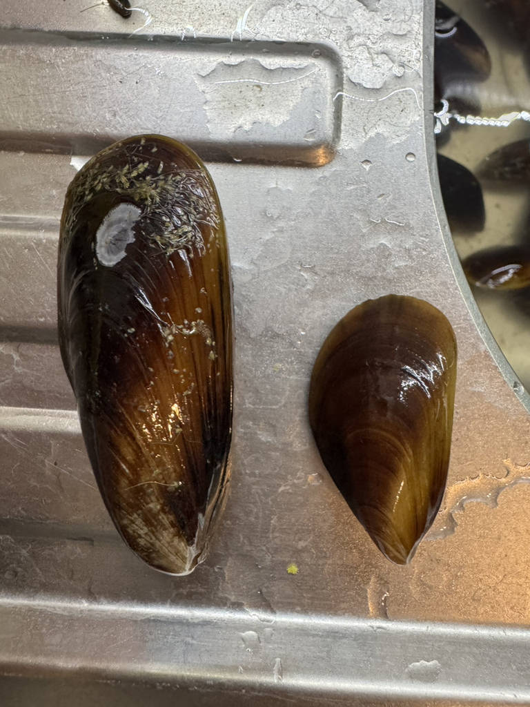 Мідії свіжі в мушлях чорноморські Мікс 6-8см - фото покупців 1