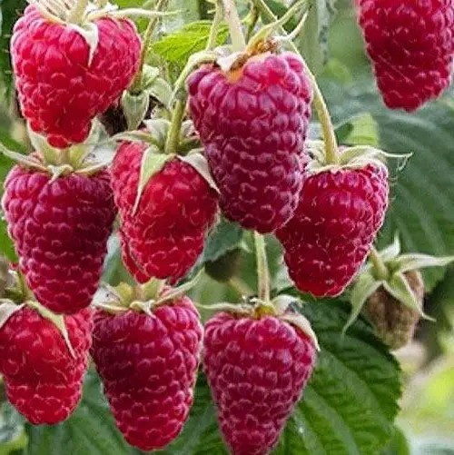 Малина Новина Кузьміна - рання, стійка, лікувальна
