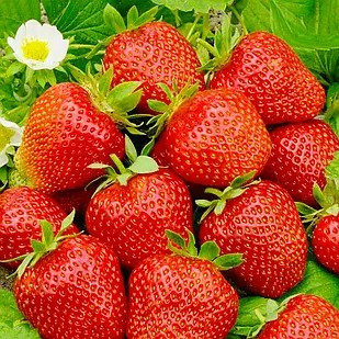 Полуниця (розсада) Цариця –ароматна, крупноплідна, соковита, фото 1