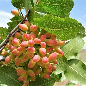 Фісташка Амелія – адаптивна, врожайна, морозостійка