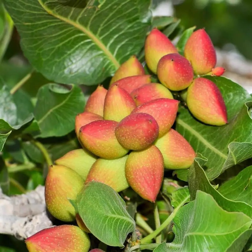 Фісташка Керман - невибаглива, морозостійка, крупноплідна, фото 1