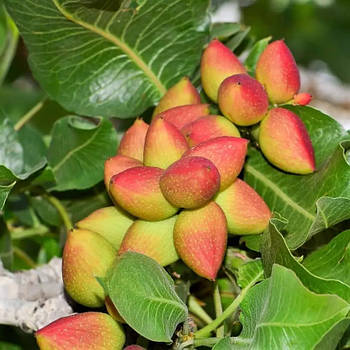 Фісташка Керман - невибаглива, морозостійка, крупноплідна