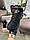 Чоловічі шкіряні текстиль кросівки Nike Air Max Plus New Black White, чоловічі кеди Найк чорні. Чоловіче взуття, фото 9