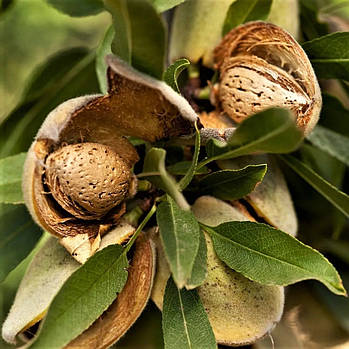 Мигдаль Амаретто – високоврожайний, морозостійкий, декоративний