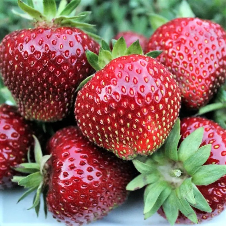 Полуниця (розсада) Сенсація - десертна, крупноплідна, соковита, фото 1