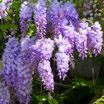 Гліцинія Ейва – запашна, рясноквітуча, ліана