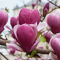 Саджанці Магнолії гібридної Рустика Рубра (Magnolia hibrida Rustica Rubra) Р9