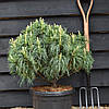 Сосна веймутова Green Twist 2 річна, Сосна веймутова Грин Твист, Pinus strobus Green Twist, фото 6
