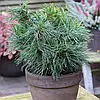Сосна веймутова Green Twist 2 річна, Сосна веймутова Грин Твист, Pinus strobus Green Twist, фото 10