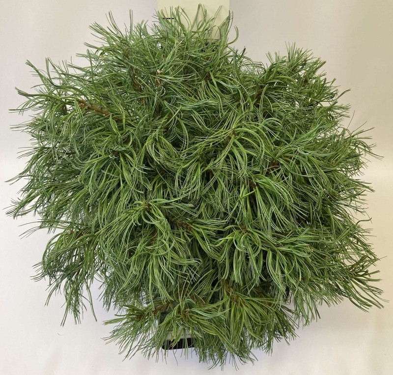 Сосна веймутова Green Twist 2 річна, Сосна веймутова Грин Твист, Pinus strobus Green Twist