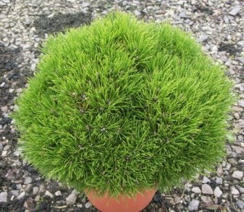 Сосна чорна Marie Bregeon 3 річна, Сосна черная Мария Брегон, Pinus nigra Marie Bregeon